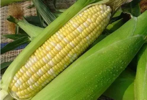 八月菜价大盘点，6成品种上涨带来黄金行情，附广州江南0901菜价