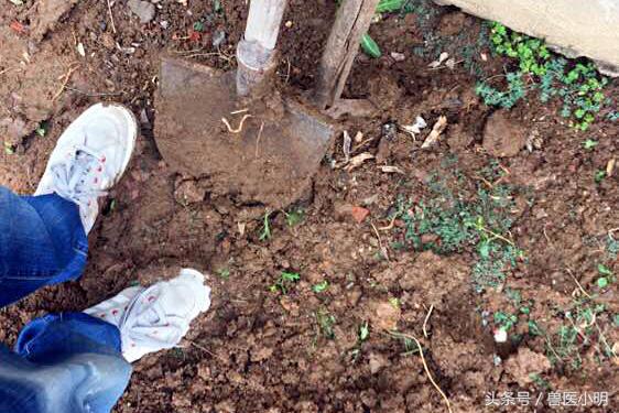 流浪狗被收养后呜咽大哭,收养的流浪狗被家人丢掉