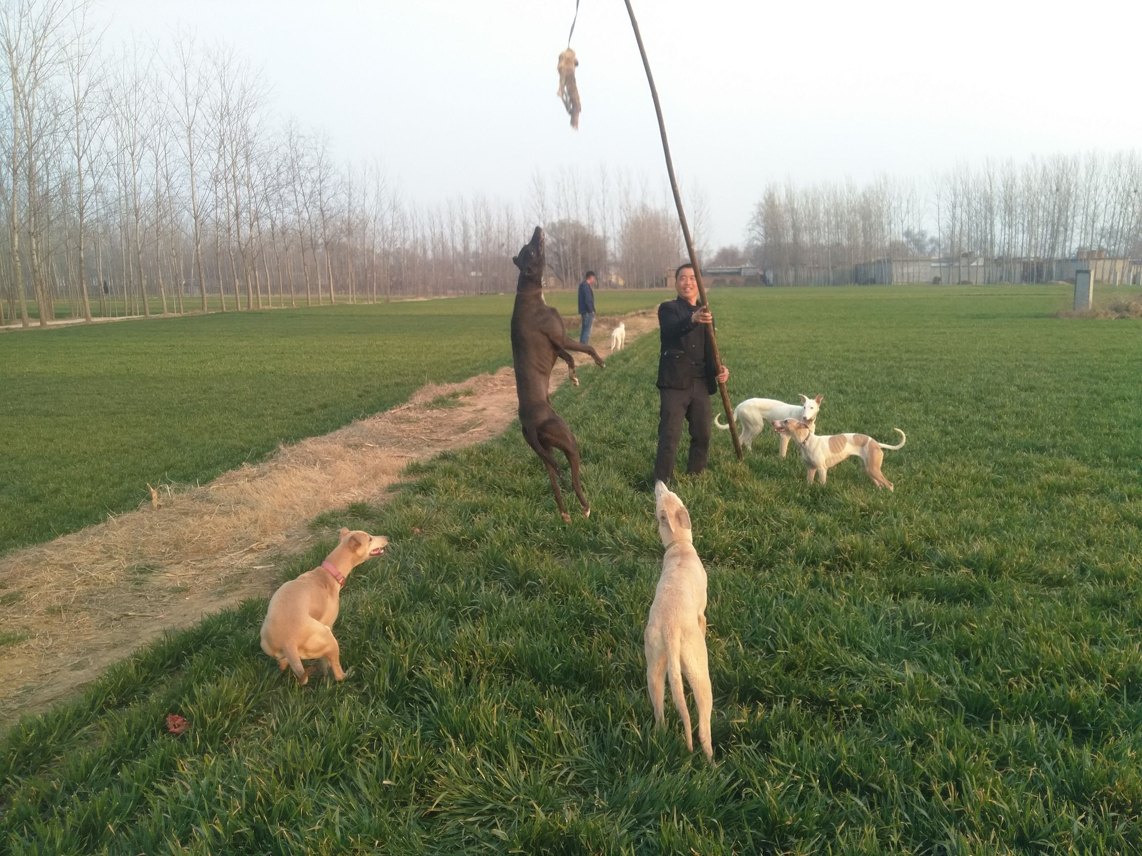 去除狗跳蚤最有效的方法,狗身上生跳蚤怎么去除