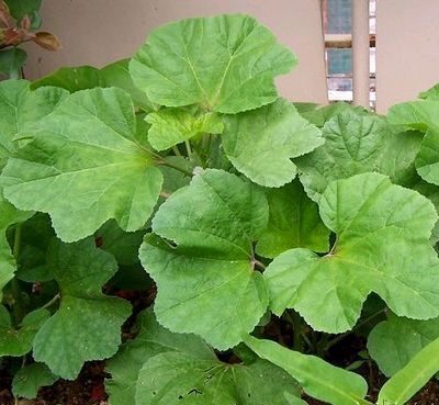 十种生长在你脚边的中草药你天天踩却不知道它还有奇效