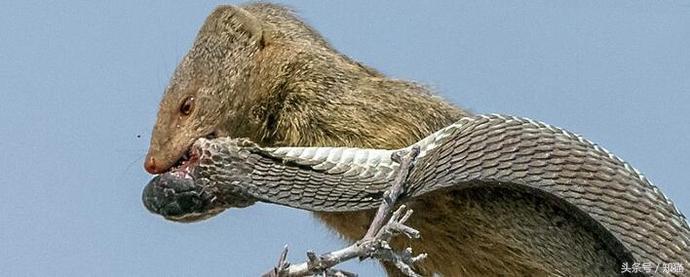 一生都在干架路上的非洲“平头哥”,在这里也只能排第三!