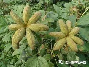 专业角度看凤丹各器官特点,带你全面科学认识高淳四宝-白牡丹