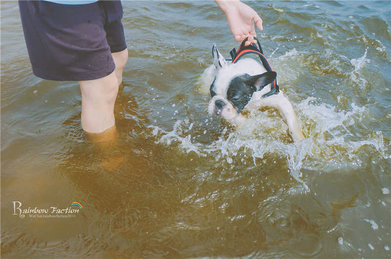 带着狗狗去旅行秦皇岛,带着狗狗旅居