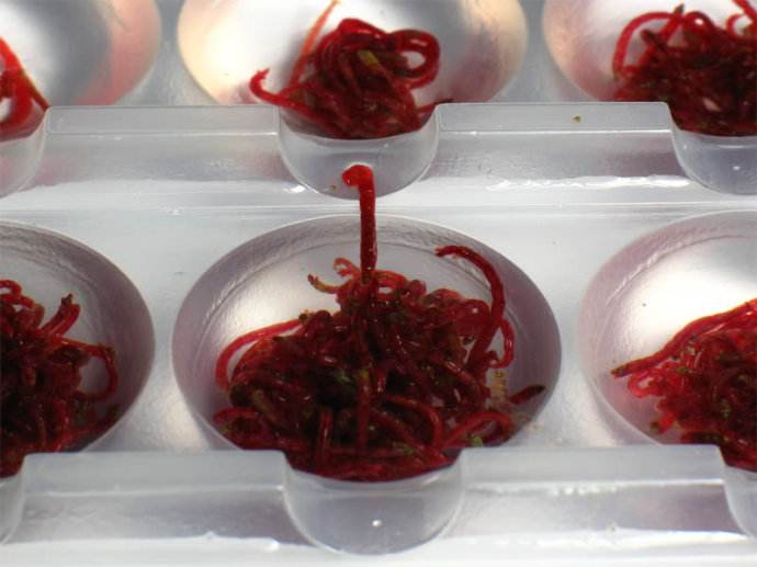 钓鱼用的红虫对鱼塘有危害吗,手上有伤用红虫钓鱼有危害吗