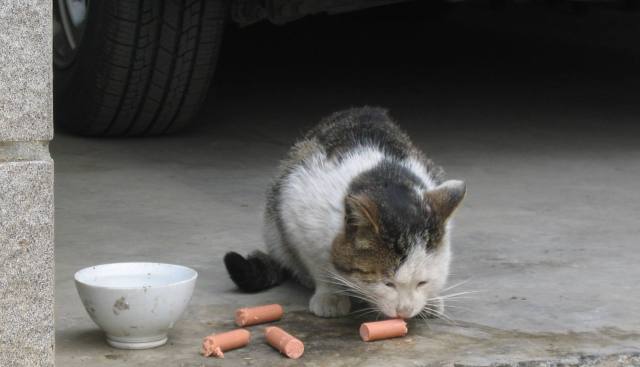 没钱能救助流浪动物么,没钱学生党怎么办