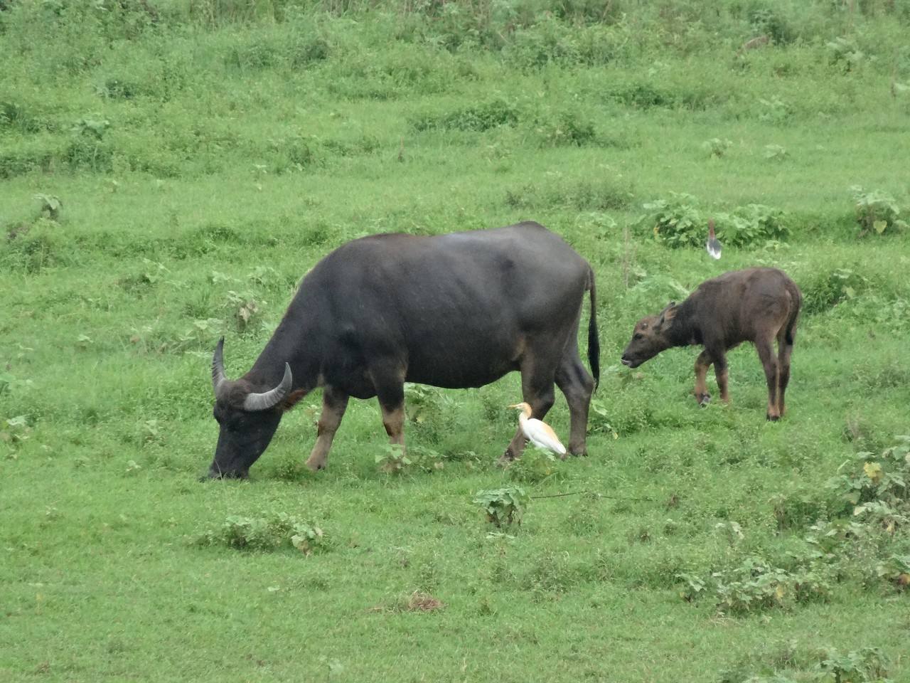 二十四节气之白露歌曲,二十四节气之白露作品