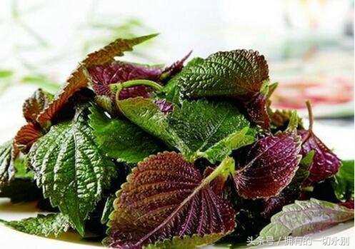 濂充汉闀挎湡鍚冪传鑻忓彾,闀挎湡鍚冪传鑻忓彾