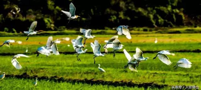 佛山西站出发动车直达！九月的普者黑，美成一幅脱俗的3D田园画~