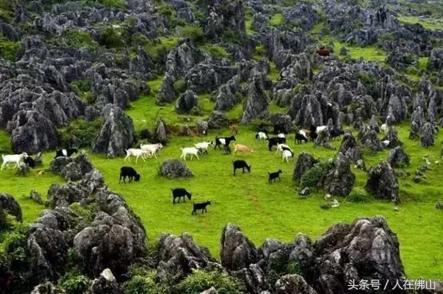 佛山西站出发动车直达！九月的普者黑，美成一幅脱俗的3D田园画~