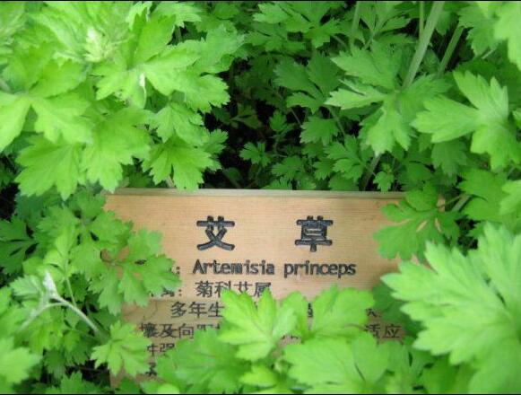 家有三年艾，郎中不用来！没想到这种草这么牛！