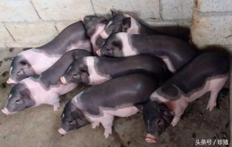 猪场猪低温病是怎么了,猪场猪中暑最快的急救方法