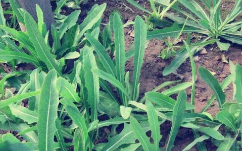 十种生长在你脚边的中草药你天天踩却不知道它还有奇效