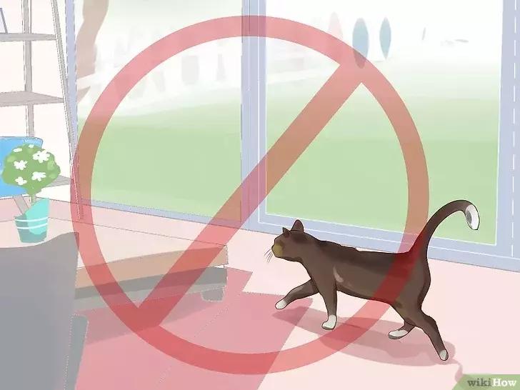 领养的新猫到家后的正确流程,怎么把新猫带回家