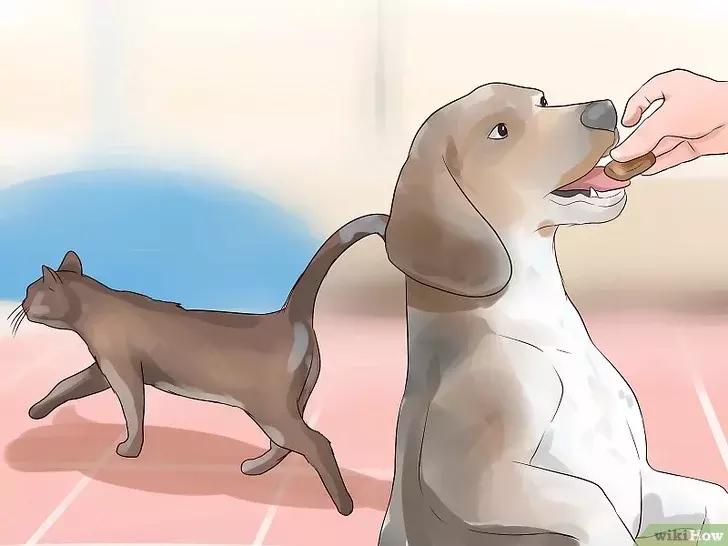 领养的新猫到家后的正确流程,怎么把新猫带回家