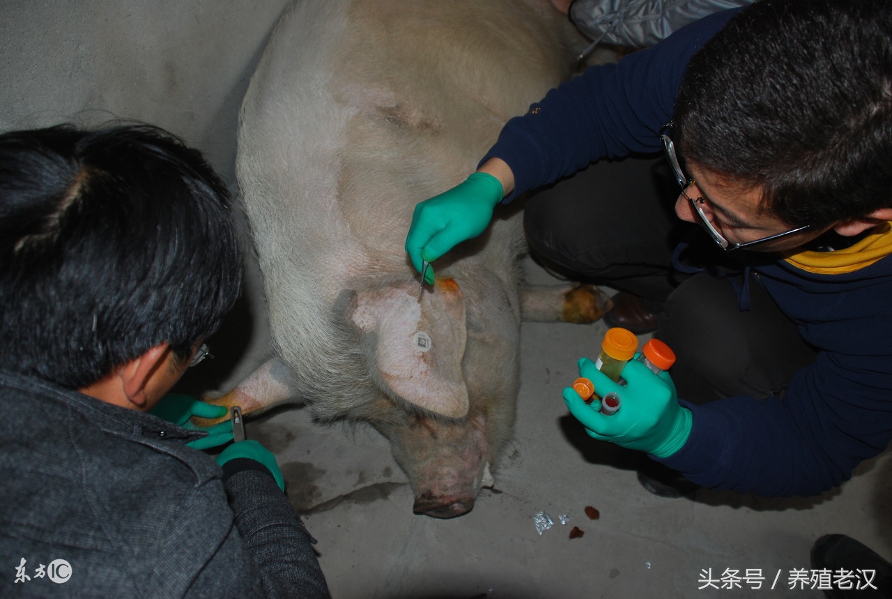 猪场聚维酮碘消毒,猪场配制聚维酮碘溶液可以洗手吗