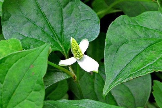 咳嗽不止嗓子红却不疼吃什么药,咳嗽不止喝什么