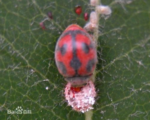 哪些瓢虫是益虫哪些瓢虫是害虫,瓢虫是害虫还是益虫怎么区分