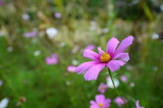 黄河岸边的久久护佑——白云山