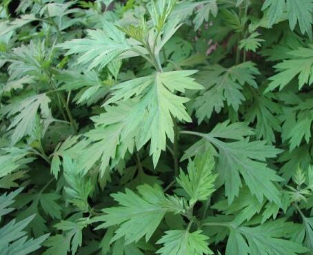 家有三年艾，郎中不用来！没想到这种草这么牛！