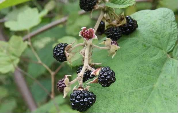 十种生长在你脚边的中草药你天天踩却不知道它还有奇效