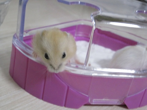 仓鼠越狱了怎么办?不怕四个妙招助你寻回它