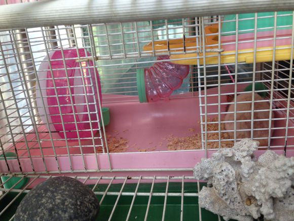 仓鼠越狱了怎么办?不怕四个妙招助你寻回它