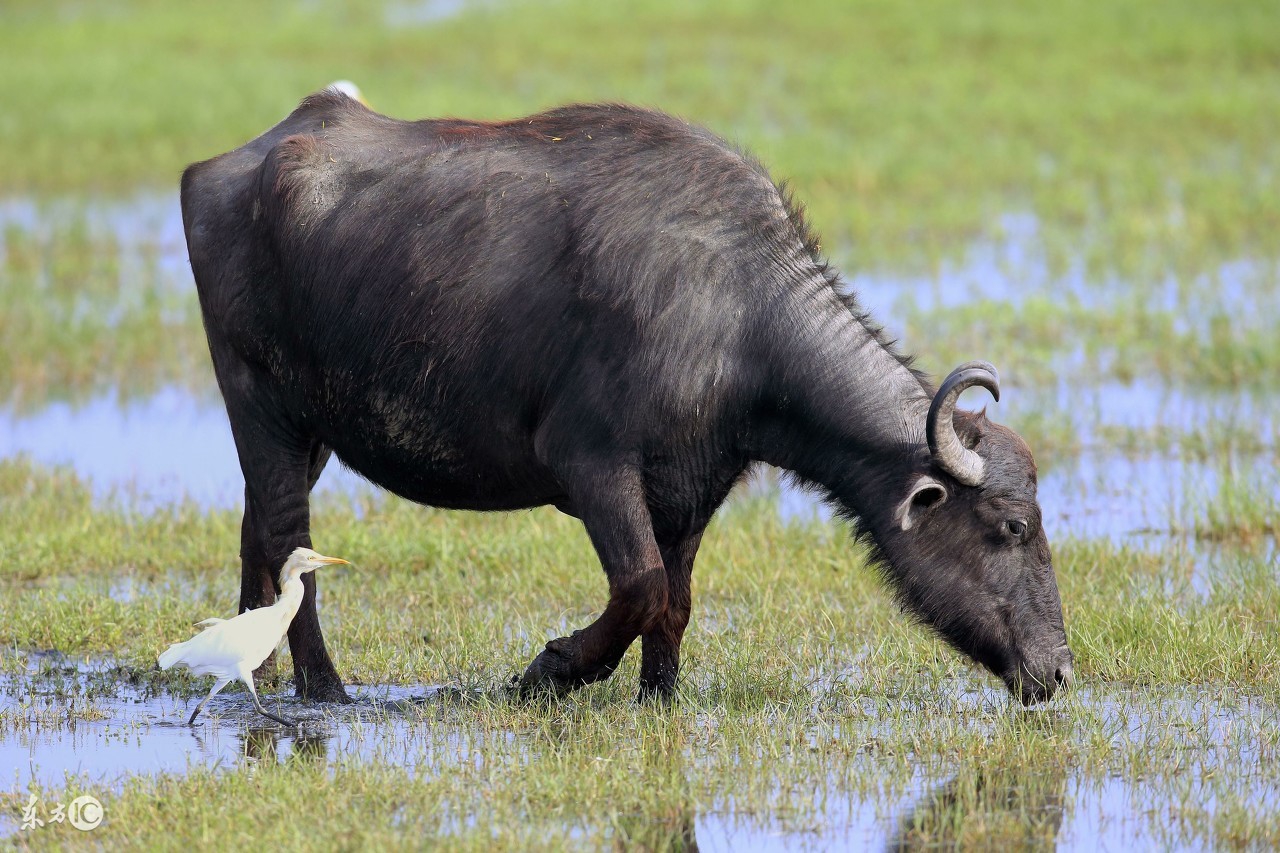 73年属牛女2019年感情运势,属牛人2017年全年运势详解