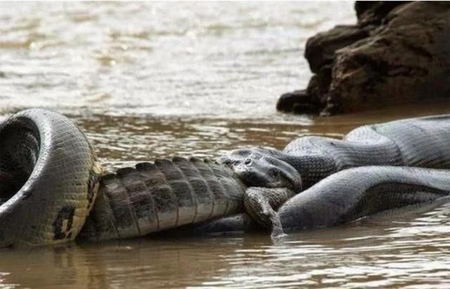森蚺捕杀成年鳄鱼,森蚺捕食巨鳄