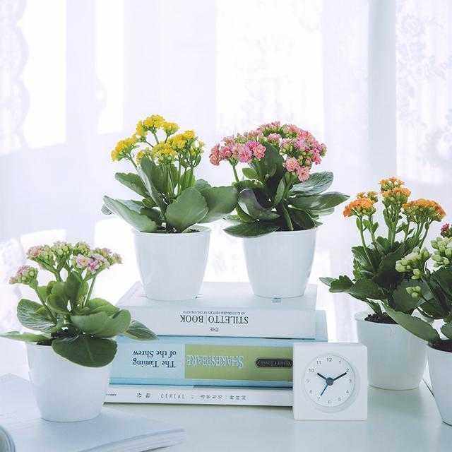 家里养什么绿植最旺财,家里养什么绿植旺财又对身体好