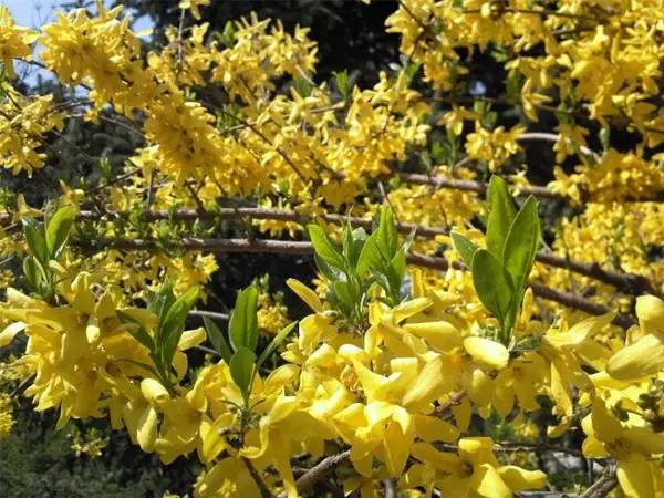 老板：“今天我要请假去神灵寨坐花轿，赢终身免门票”！请批准！