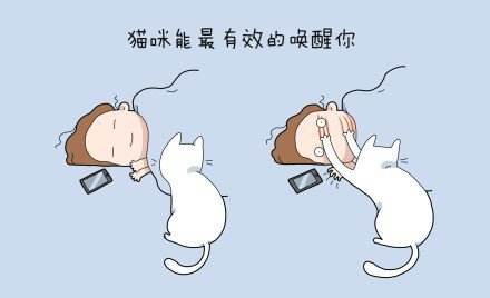 铲屎官你们都怎么养喵？你以为最好养几只喵？