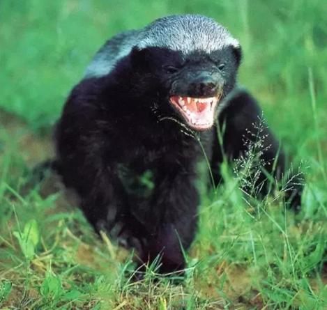 狼獾vs平头哥vs黄鼠狼,平头哥都怕的狼獾有多凶