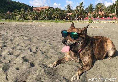 妈咪的肚子在动，米克斯摸到胎动，整只狗吓到呆掉了，表情超惊讶