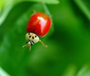 哪些瓢虫是益虫哪些瓢虫是害虫,瓢虫是害虫还是益虫怎么区分