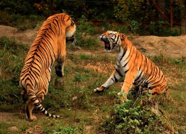 中国足球国家队世预赛分析,精算师预测世界杯决赛