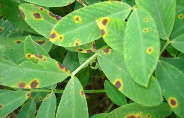 怎么预防植物长虫子,夏天植物爱长虫子