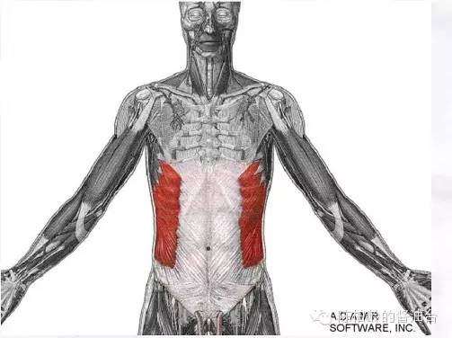 人鱼线马甲线可以同时存在吗,人鱼线马甲线分别是什么样子的