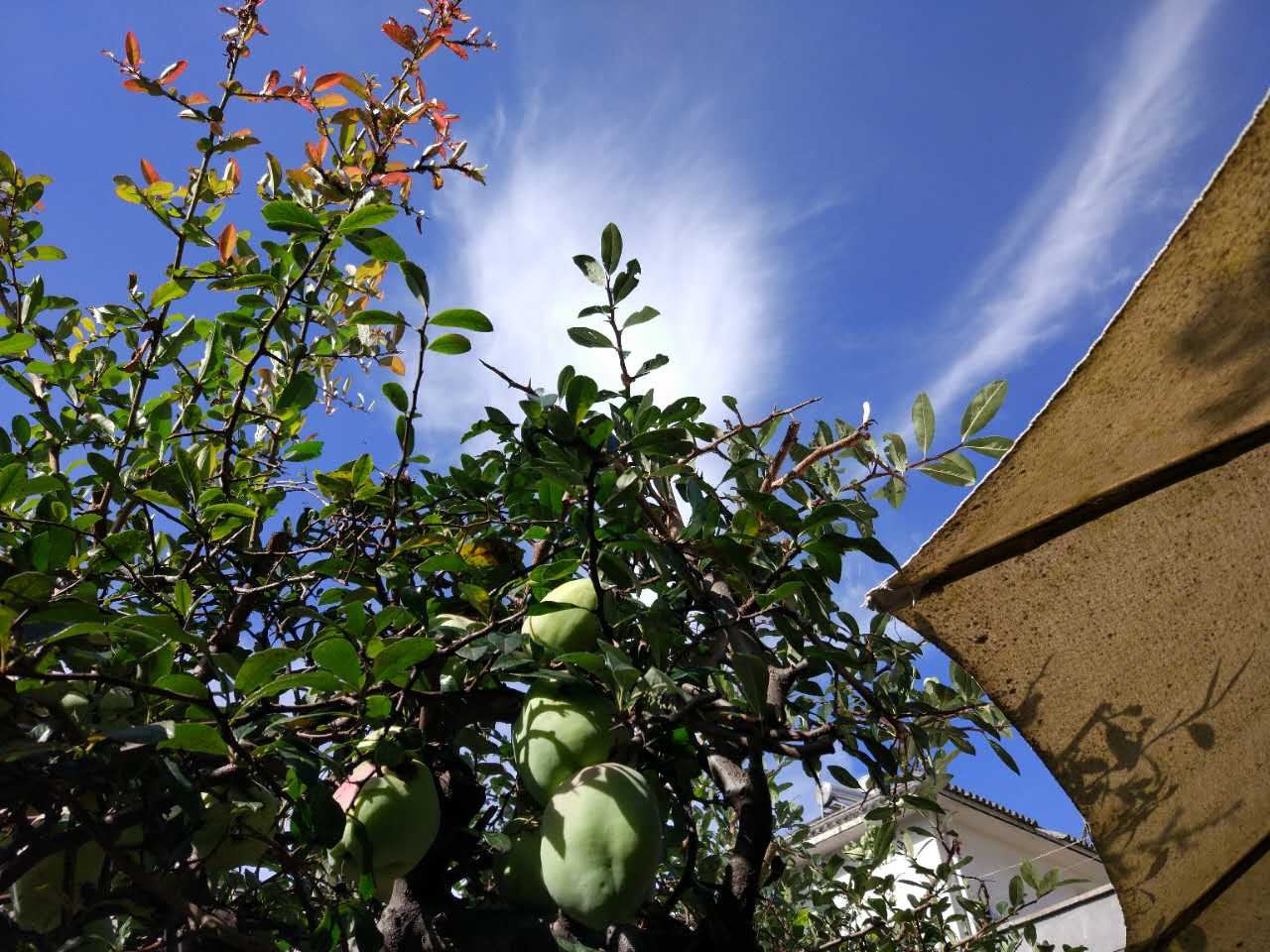 大理旅居租房子,大理古城租房旅游