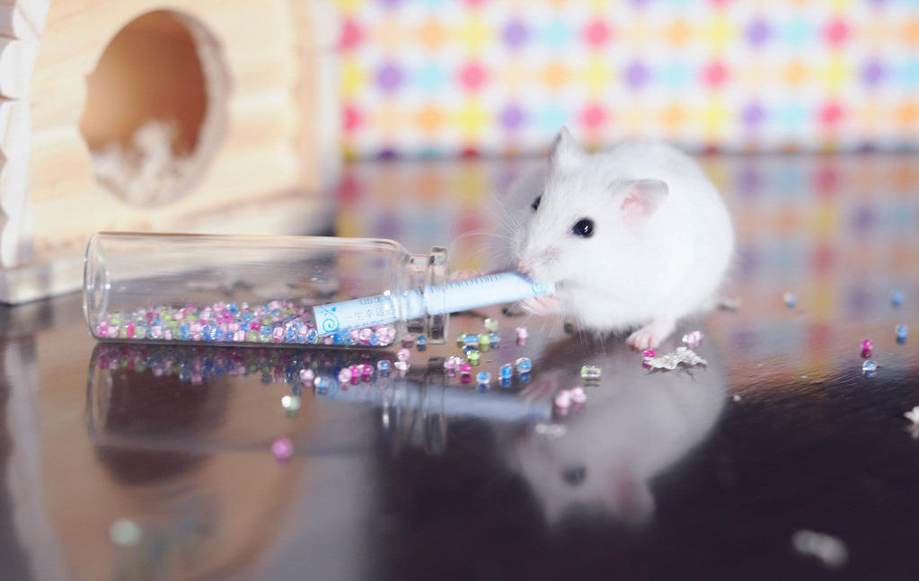 仓鼠越狱了怎么办?不怕四个妙招助你寻回它