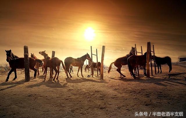 宋朝没有好的战马,宋朝之所以弱原因在于缺乏战马