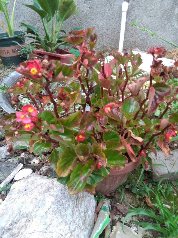 黑白色的曼珠沙华 (粉红色的曼珠沙华)