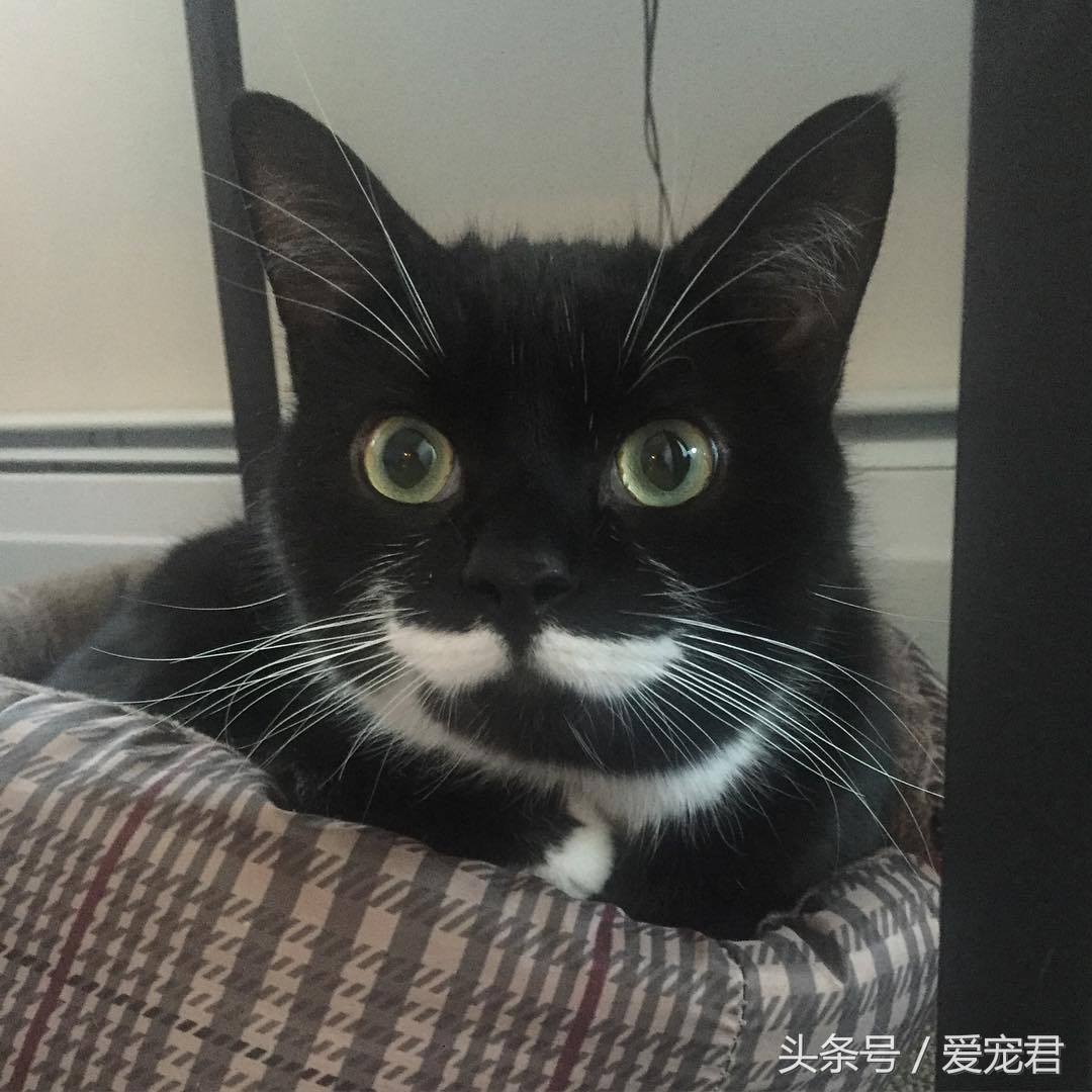 猫咪什么都不干什么情况,喵星人为什么不正经