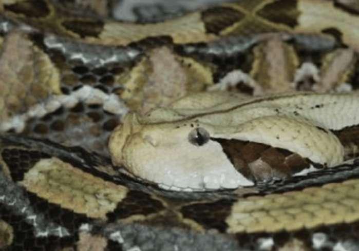 神奇的平头哥!非洲5种毒蛇在眼里只不过是根辣条!