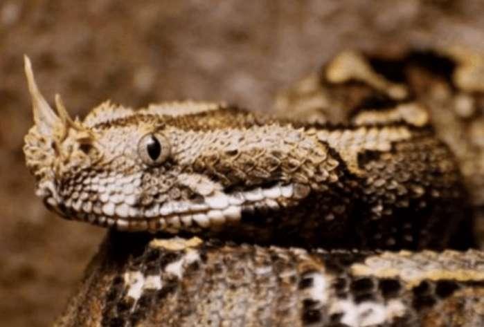 神奇的平头哥!非洲5种毒蛇在眼里只不过是根辣条!