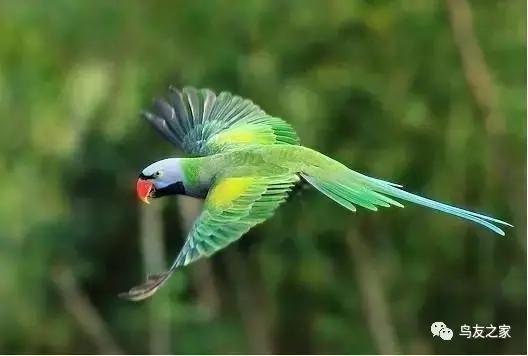 绯胸鹦鹉安达曼岛亚种,大绯胸鹦鹉