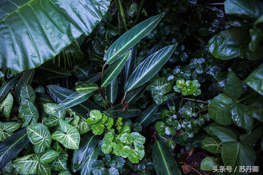 亚马逊热带雨林真实食人花,亚马逊雨林食人花