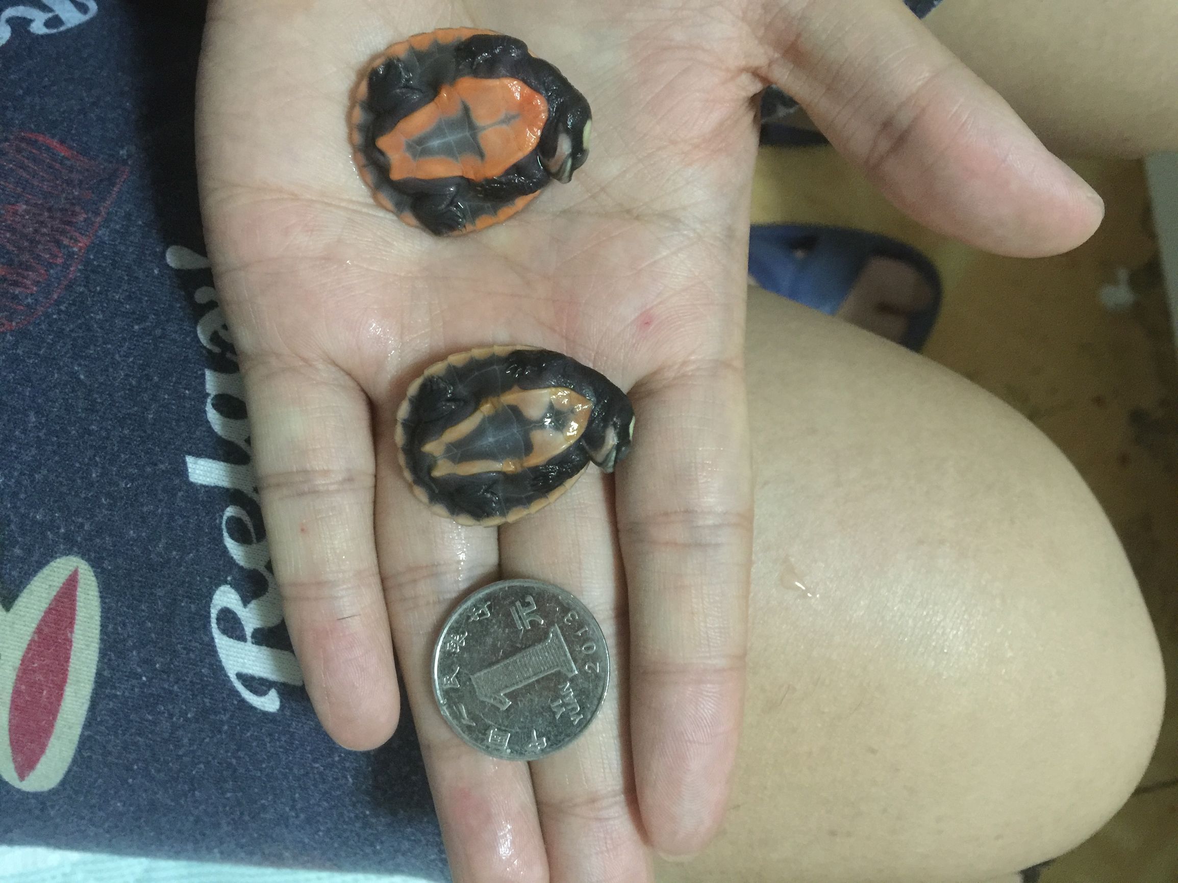 养圆澳龟的注意事项,圆澳幼龟饲养注意事项