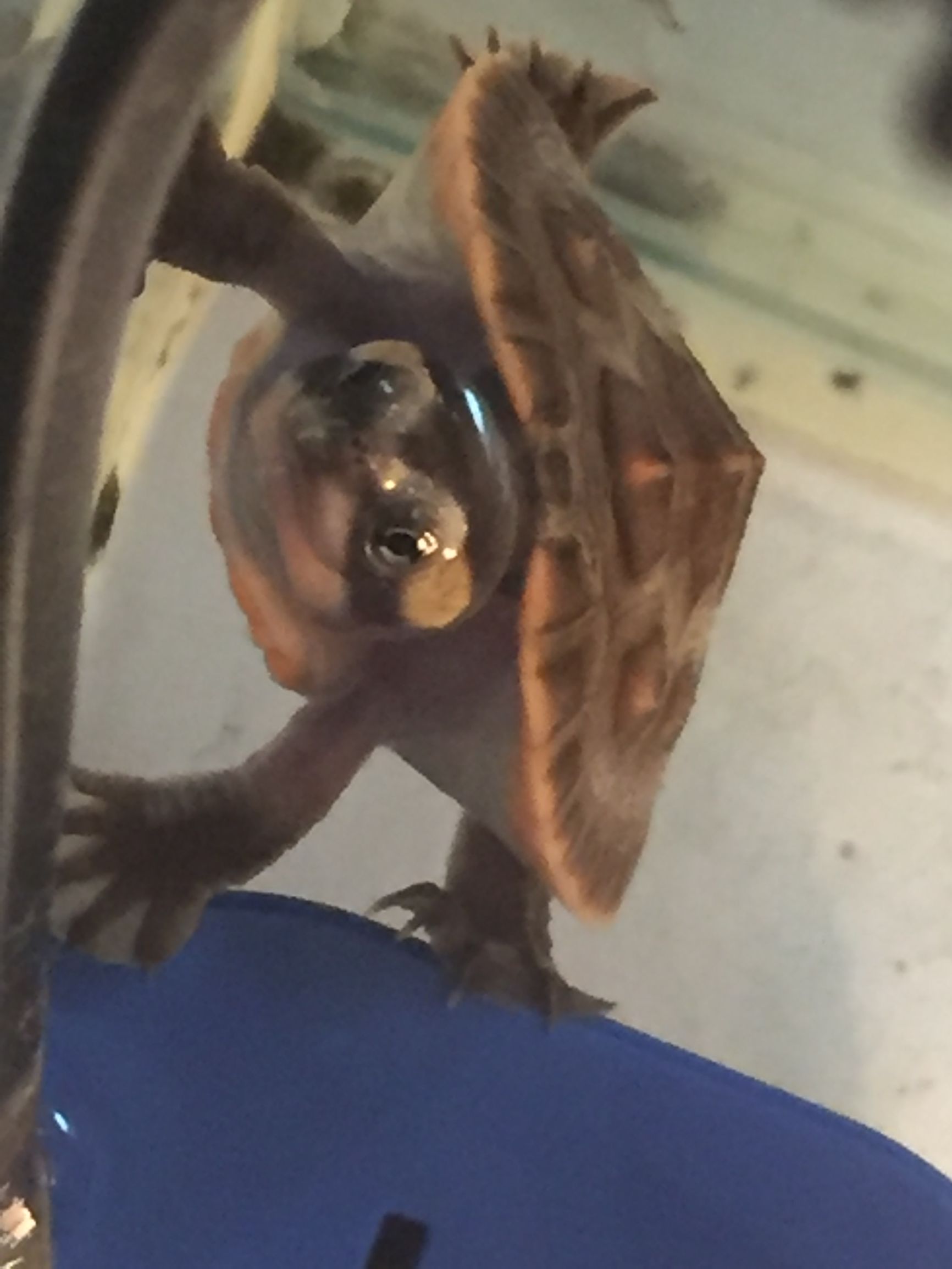 养圆澳龟的注意事项,圆澳幼龟饲养注意事项