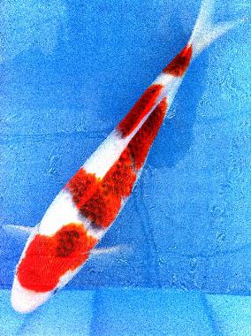 锦鲤鱼怎样挑选品种,锦鲤鱼品种大全大图