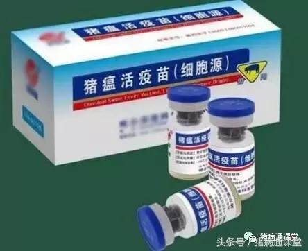 猪瘟怎么治最快最好,养猪如何应对猪瘟